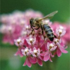 Flower1