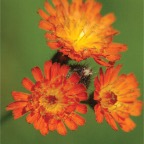 flower4