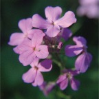 flower5