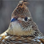 Grouse