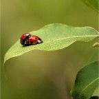 LadyBugs