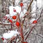 DSCN0388
